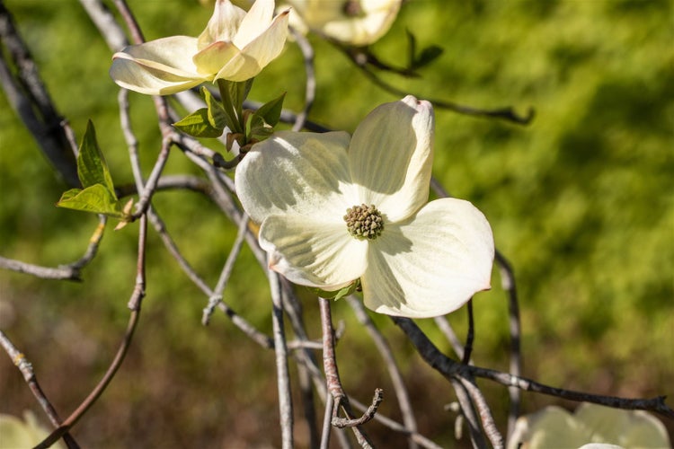 Cornus florida, Blumen-Hartriegel, 40–60 cm, weiße Blüten
