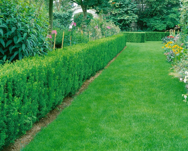 Taxus media 'Straight Hedge', dunkelgrün, 40–50 cm