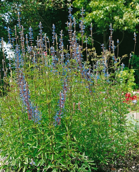 Salvia uliginosa, Himmelsblauer Salbei, ca. 9x9 cm Topf