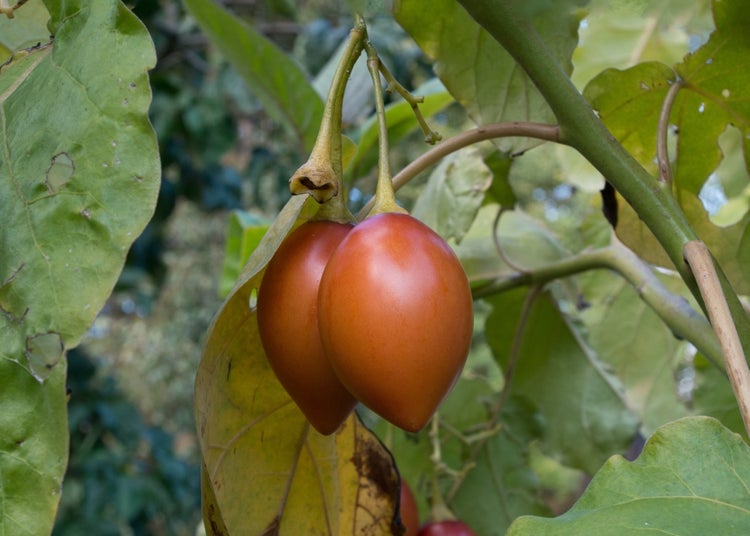 SAFLAX Geschenk Set - Tropischer Tomatenbaum / Tamarillo - Cyphomandra betacea - 50 Samen - Mit Geschenkbox, Versandaufkleber, Geschenkkarte und Anzuchtsubstrat