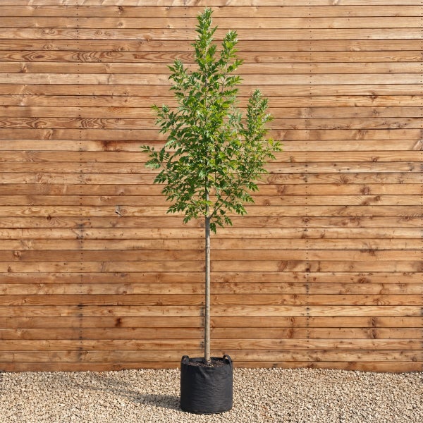 Junger Baum mit schlankem Stamm und grüner Krone in einem schwarzen Pflanzgefäß vor einer Holzwand.