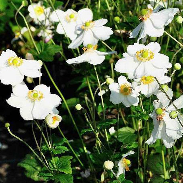 Nahaufnahme von blühenden Herbst-Anemonen in einem Garten.