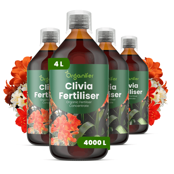Organifer Clivia Dünger, organisches Düngerkonzentrat, vier Flaschen insgesamt 4 Liter für 4000 Liter Wasser.
