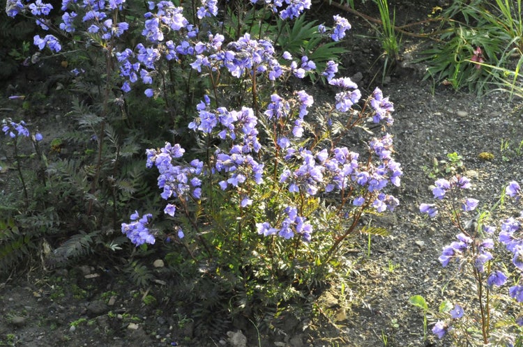 Polemonium caeruleum, Jakobsleiter, blau, ca. 9x9 cm Topf