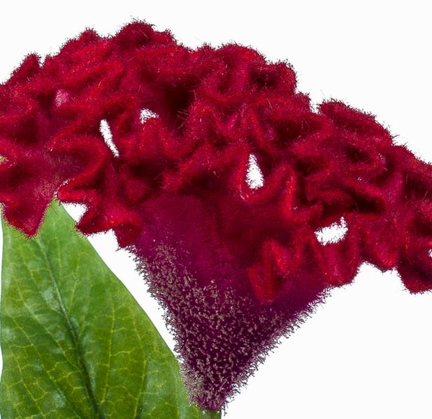 Nahaufnahme einer roten Celosia cristata mit gewellter Blütenform und grünem Blatt.