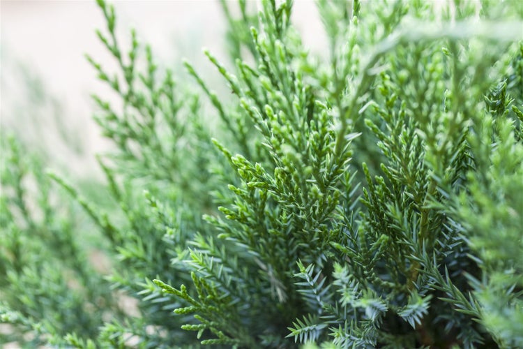 Juniperus pfitzeriana 'Mint Julep', Wacholder, grün, 15–20 cm