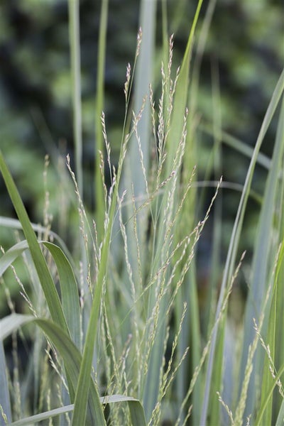 Panicum virgatum 'Northwind', Rutenhirse, aufrecht, 3-5 Liter Container