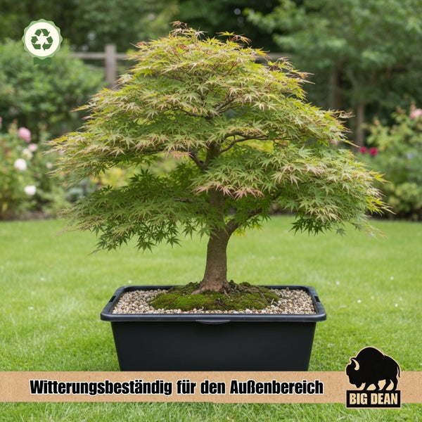 Japanischer Ahorn als Bonsai in einer rechteckigen Pflanzschale im Garten
