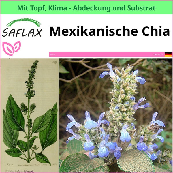 Saflax mexikanische Chia Pflanze mit Topf, Klimaabdeckung und Substrat