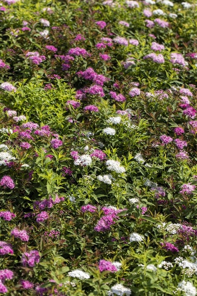Spiraea japonica 'Shirobana', Japanische Spiere, mehrfarbig, 20–30 cm