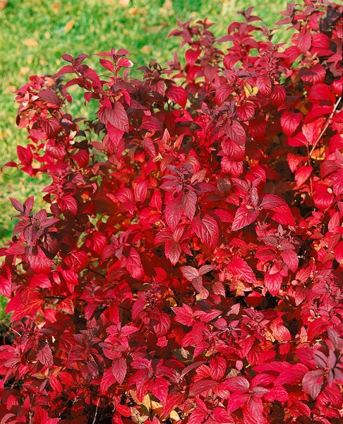 Spiraea japonica 'Froebelii', Rote Sommerspiere, 30–40 cm