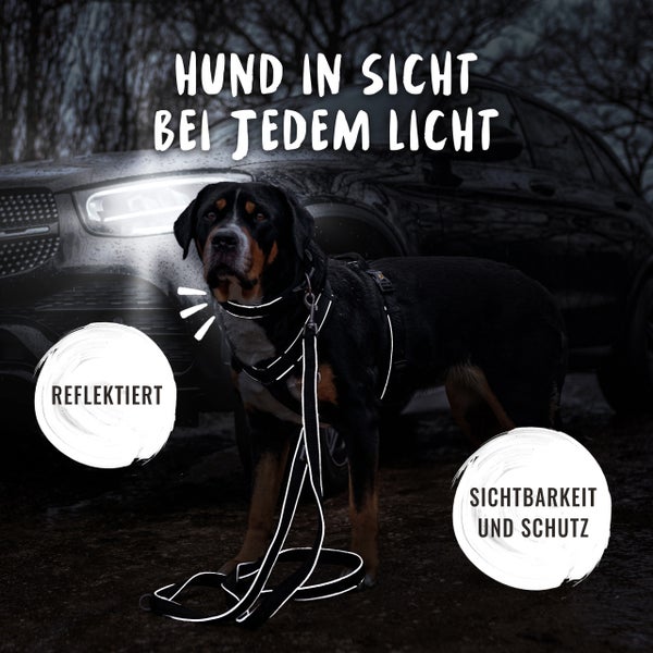 Hund mit reflektierendem Geschirr und Leine für bessere Sichtbarkeit