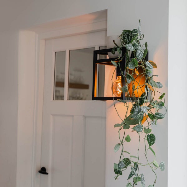 Wandleuchte mit Glühbirne und Zimmerpflanze neben einer Tür