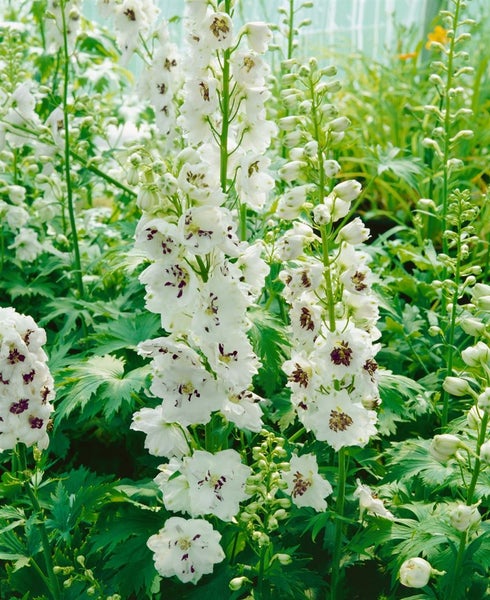 Delphinium 'Magic Fountain', Rittersporn, weiß, P1