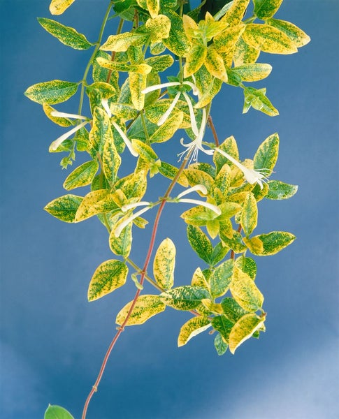 Lonicera japonica 'Aureoreticulata', Japanisches Geißblatt, 150–200 cm