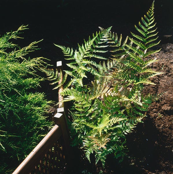 Dryopteris erythrosora, Herbstfarn, bronzefarben, ca. 9x9 cm Topf