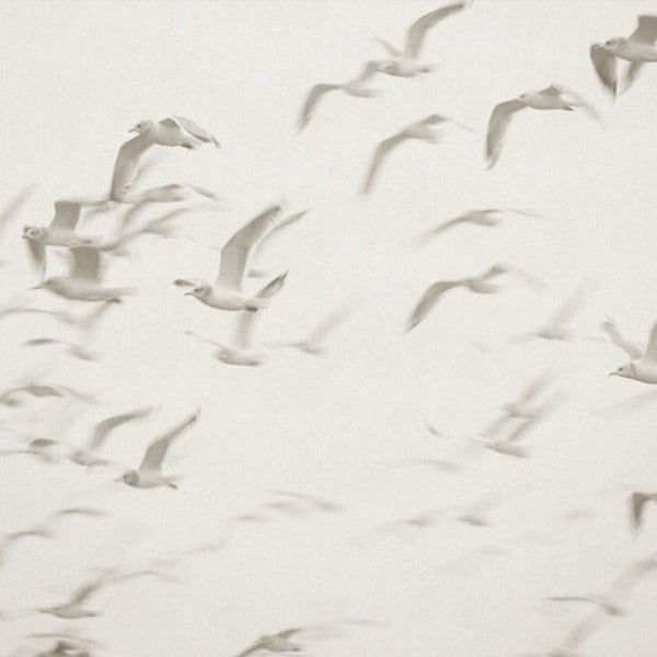 Abbildung einer Möwengruppe im Flug