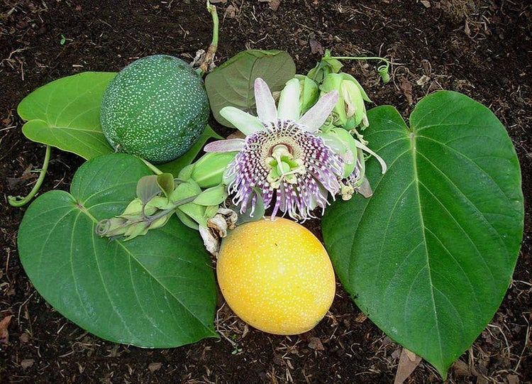 SAFLAX Garden to go - Süße Granadilla - Passiflora ligularis - 20 Samen - Mit Topf, Klima - Deckel und Anzuchtsubstrat