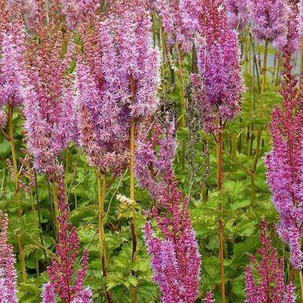 Nahaufnahme von Astilben mit gefiedertem Laub