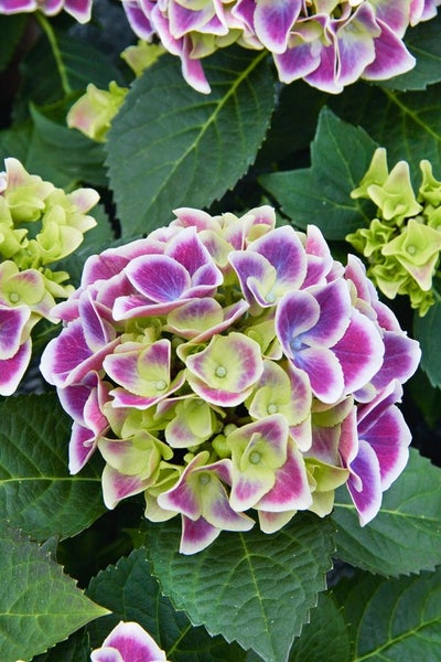 Nahaufnahme einer Hortensienblüte mit Blättern