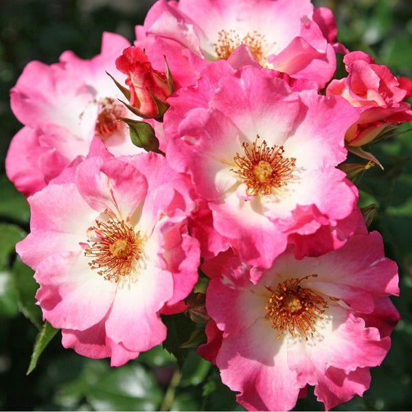 Nahaufnahme von rosa-weissen Rosenblüten