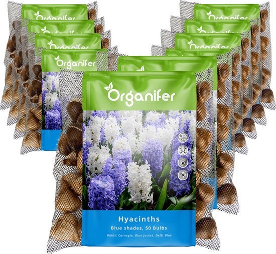 Mehrere Packungen Organifer Hyazinthen Blumenzwiebeln