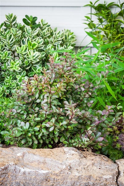 Gartenlandschaft mit Berberitze und anderen Pflanzen