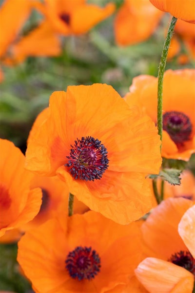 Papaver orientale 'Harvest Moon', Türkischer Mohn, orange, ca. 11x11 cm Topf
