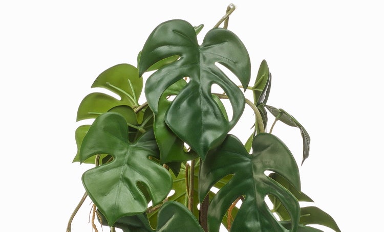 Eine einzelne Calla in Rot und Orange mit einem grünen Stiel.