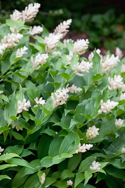 Smilacina stellata, Sternsiegel, ca. 9x9 cm Topf