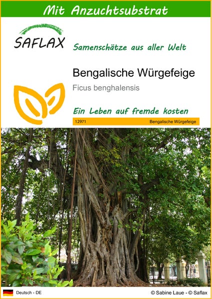 SAFLAX  - Bengalische Würgefeige - Ficus benghalensis - 20 Samen - Mit keimfreiem Anzuchtsubstrat