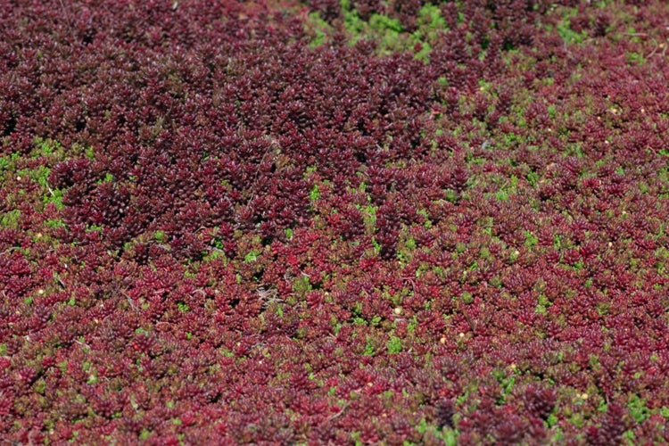 Sedum album 'Coral Carpet', Teppichsedum, ca. 9x9 cm Topf