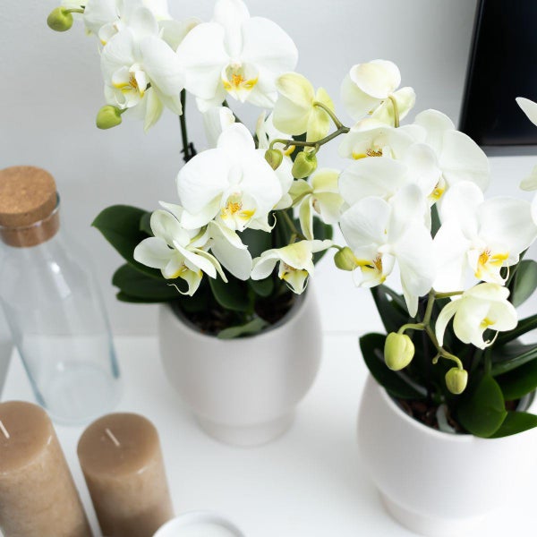 Zwei weiße Orchideen in Töpfen auf einem Tisch