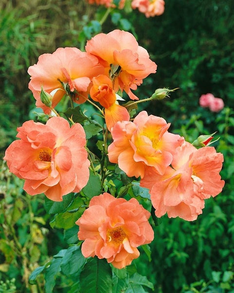 Rosa 'Westerland', Strauchrose, orange-gelb, 5-7,5 L Container