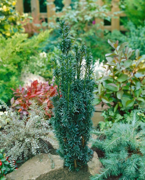 Taxus baccata 'Pirat', Eibe, dunkelgrün, 100–120 cm