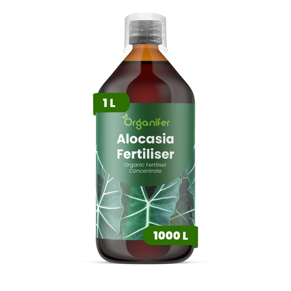 Organifer Alocasia Dünger, 1 Liter organisches Düngerkonzentrat für bis zu 1000 Liter Gießwasser.
