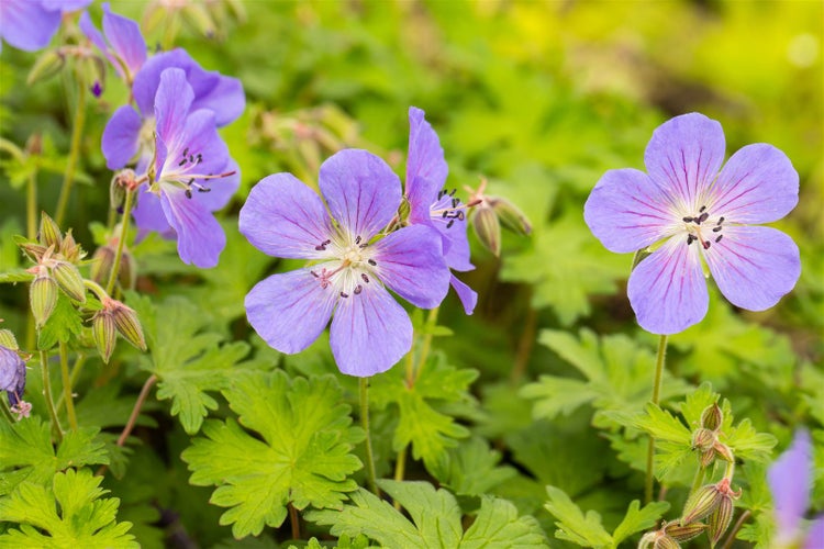 Geranium himalayense 'Baby Blue', Storchschnabel, hellblau, ca. 9x9 cm Topf