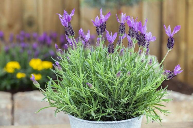 Lavendel im Topf mit violetten Blüten