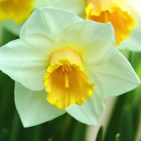 Nahaufnahme einer Narzissenblüte