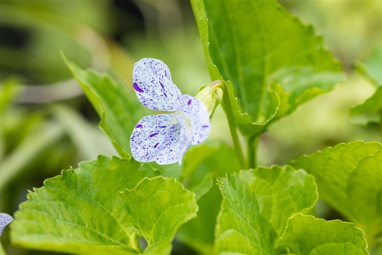 Nahaufnahme einer Veilchenblume mit Blättern
