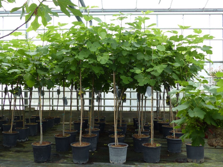 kompakter Feigenbaum 150 - 180 cm Obstbaum, winterhart, Ficus Carica, Feige