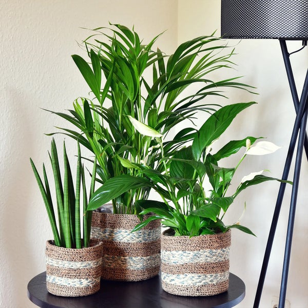 Zimmerpflanzen 3er Box Fresh Air Brothers | Goldfruchtpalme, Einblatt, Sansevieria | Luftreinigende Pflanzen mit gratis Übertöpfen