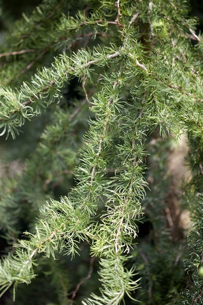 Larix kaempferi 'Diana', Japanische Lärche, 80–100 cm, dekorativ