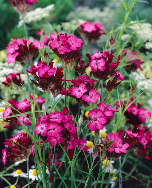 Dianthus carthusianorum, Karthäuser-Nelke, rosa Blüten, ca. 9x9 cm Topf