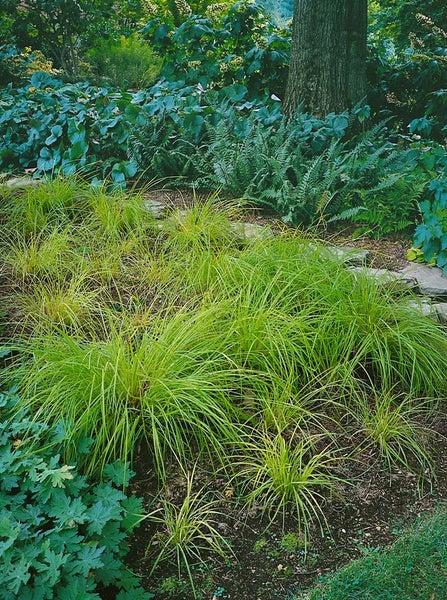 Carex montana, Berg-Segge, ca. 9x9 cm Topf