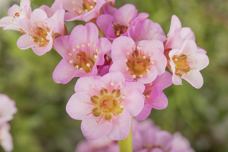 Bergenia cordifolia 'Biedermeier', Riesensteinbrech, rosa, ca. 11x11 cm Topf