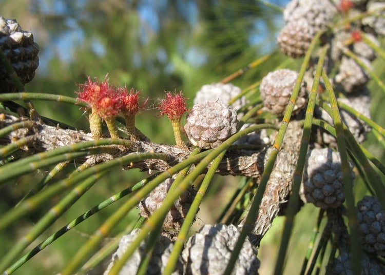SAFLAX  - Känguruhbaum - Casuarina equisetifolia - 200 Samen