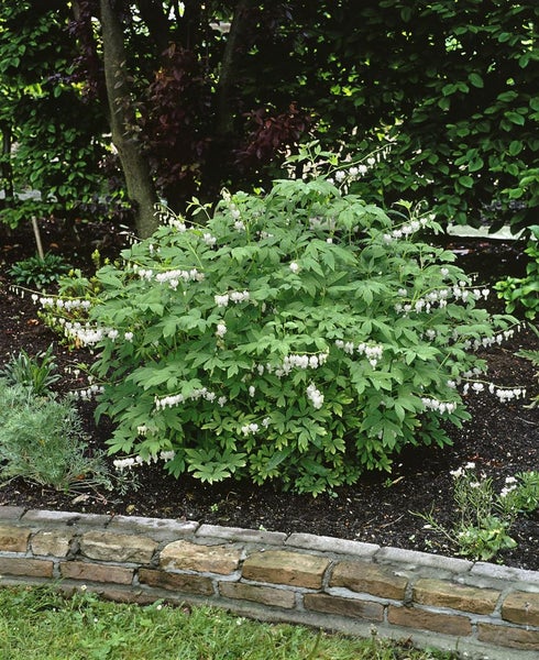 Dicentra spectabilis 'Alba', Tränendes Herz, weiß, ca. 9x9 cm Topf
