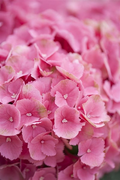 Hydrangea mac. 'Schöne Bautznerin', Hortensie, rosa, 30–40 cm