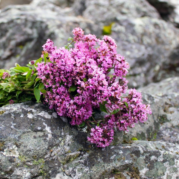 Bloomique - 3er Set - Origanum Vulgare - Oreganopflanze - Kräuterpflanzen - Gartenpflanzen - Winterhart - Höhe 10-20cm - Topf 9x9cm
